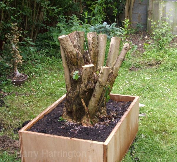 privet bonsai